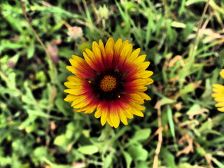 Gaillardia aristata red yellow flower in a Hungarian garden in dramatic tone