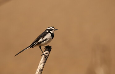 African Pied Wagtail,  Motacilla aguimp, perched on a branch against a clear blurred background.