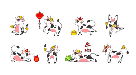 Chinese new year of white ox 2021 zodiac - vector set bulls or cows, flat cartoon animals for holiday cards, posters and home decorations, cute characters with golden coins - isolated on white