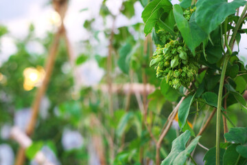 Cowslip creeper on the tree