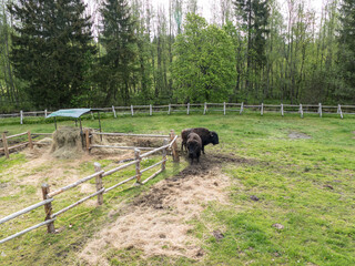 bison couple in the fenced reservation in zoo