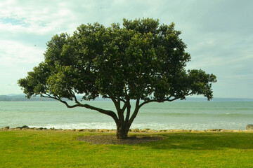 Fototapeta na wymiar Big tree by the sea.