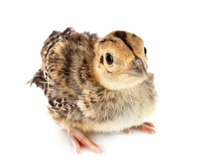 young pheasant in studio