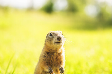 prairie dog on the lawn. wild rodent in the field.