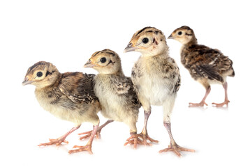 young pheasant in studio