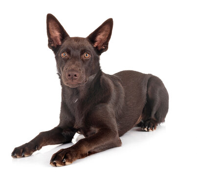 Australian Kelpie in studio