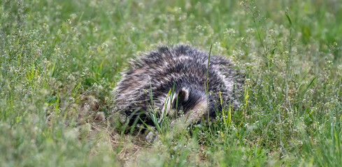 dead badger in a field