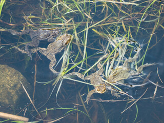 small frog in the nature