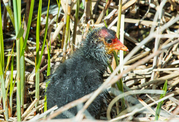 blish hen young between reeds by the water