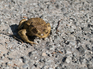 small frog in the nature