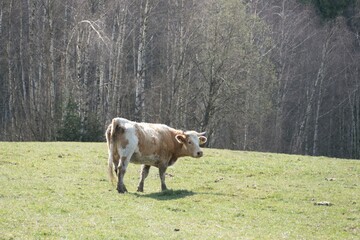 cow on a spring meadow