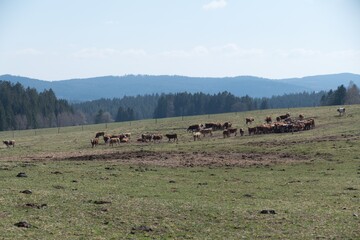 cow on a spring meadow