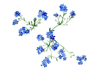 Blue forget-me-not flowers watercolor isolated on white background. Botanical painting, hand drawing. Illustration for cards, paper, dishes