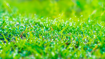 dew on green grass background