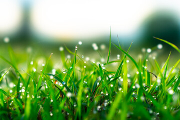 dew on green grass background