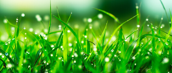 dew on green grass background