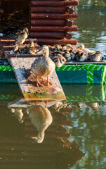 ducks on the water and ducklings