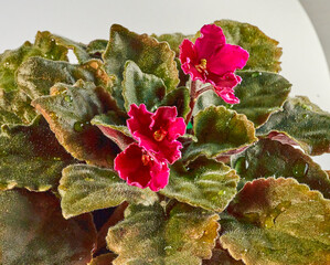 African Violet (Senpolia) blooms on the windowsill.