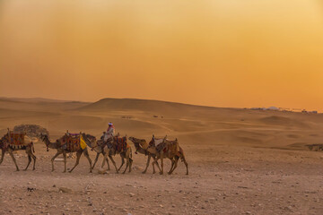 Bedouins on camels in front of the famous Giza Pyramids in Egypt