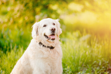 Portrait of dog Labrador Retriever sitting in grass on summer day sun light