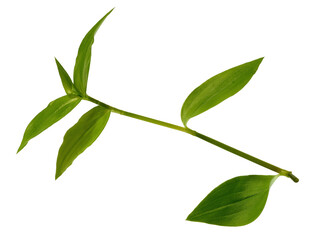 tradescantia isolated on a white background.