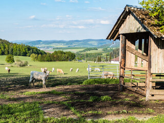 Obraz premium cow on a spring meadow