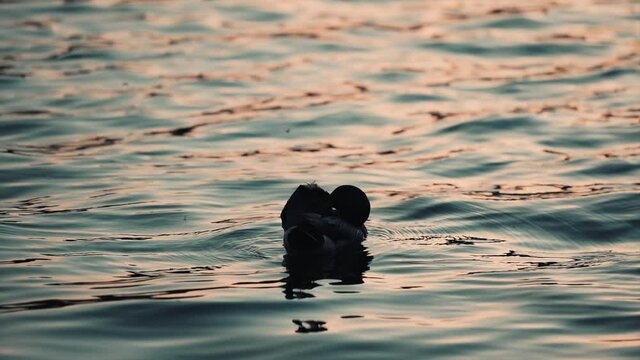 A duck grooming and preening on on the lake waves at sunset - slow motion