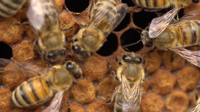 Honey bee workers keep the hive temperature uniform in the critical brood area (where new bees are raised)
