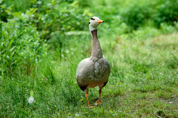 
goose in the wild