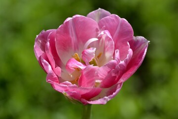 a pink Tulip bloomed in the garden