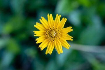 yellow dandelion flower