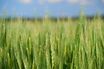 green wheat field on blue sky background