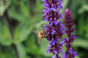bee on lavender