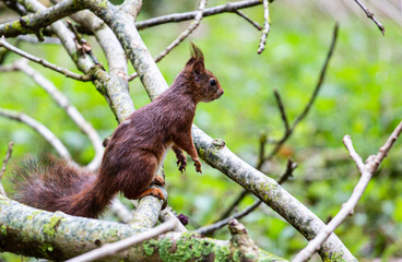 squirrel on a tree