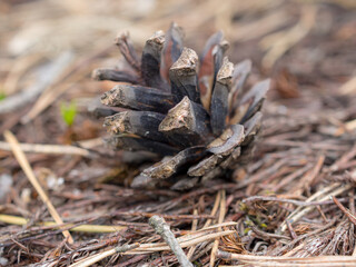 dry pine cone