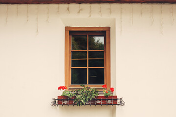 Fototapeta na wymiar Cozy window with pots with red blossoming flowers in pink beige wall