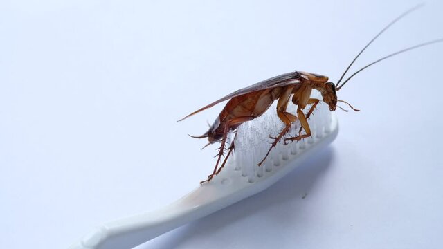 cockroaches on the toothbrush, dirty animal
