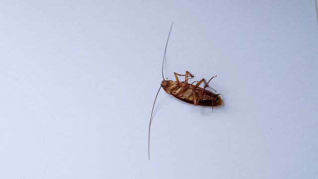 dead cockroach on white background
