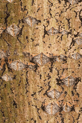 texture of old wood. nature wood texture.