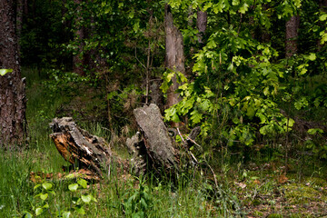 Obraz premium Beautiful summer forest with different trees. The rays of the sun fall through the foliage.