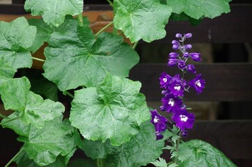 Rittersporn blau