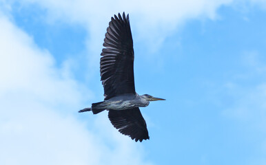 Heron in the sky