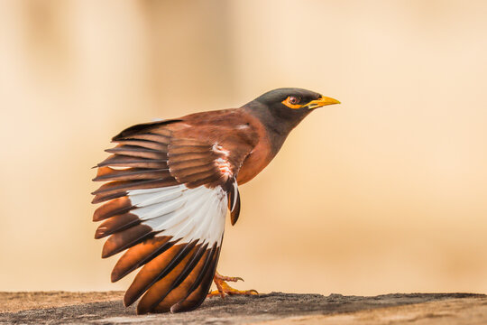 A common myna stretching its wings