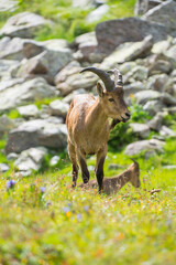 Caucasian mountain goats