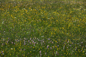 Fototapeta premium Bunte Blumenwiese im Allgäu in den Bergen