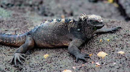 Marine Iguana on Isla Fernandina, Galapagos Islands, Ecuador