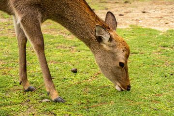 Brown female deer eating grass in Nara Park. Nara, Japan.