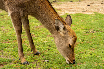Brown female deer eating grass in Nara Park. Nara, Japan.