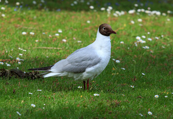 Seagull in the grass