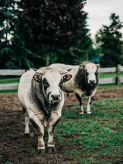breed of Argentine bull reared for meat
